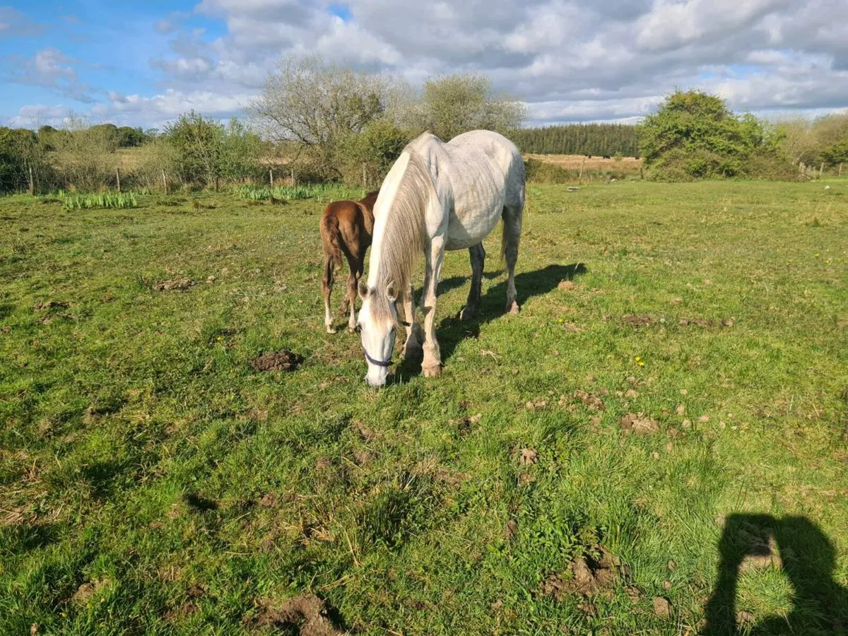 Irish Draught mare and Foal - Image 4