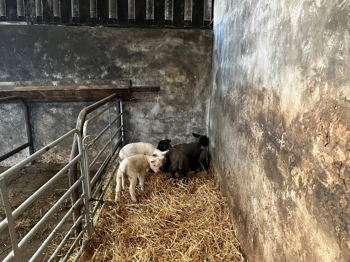 Pet lambs - Image 2