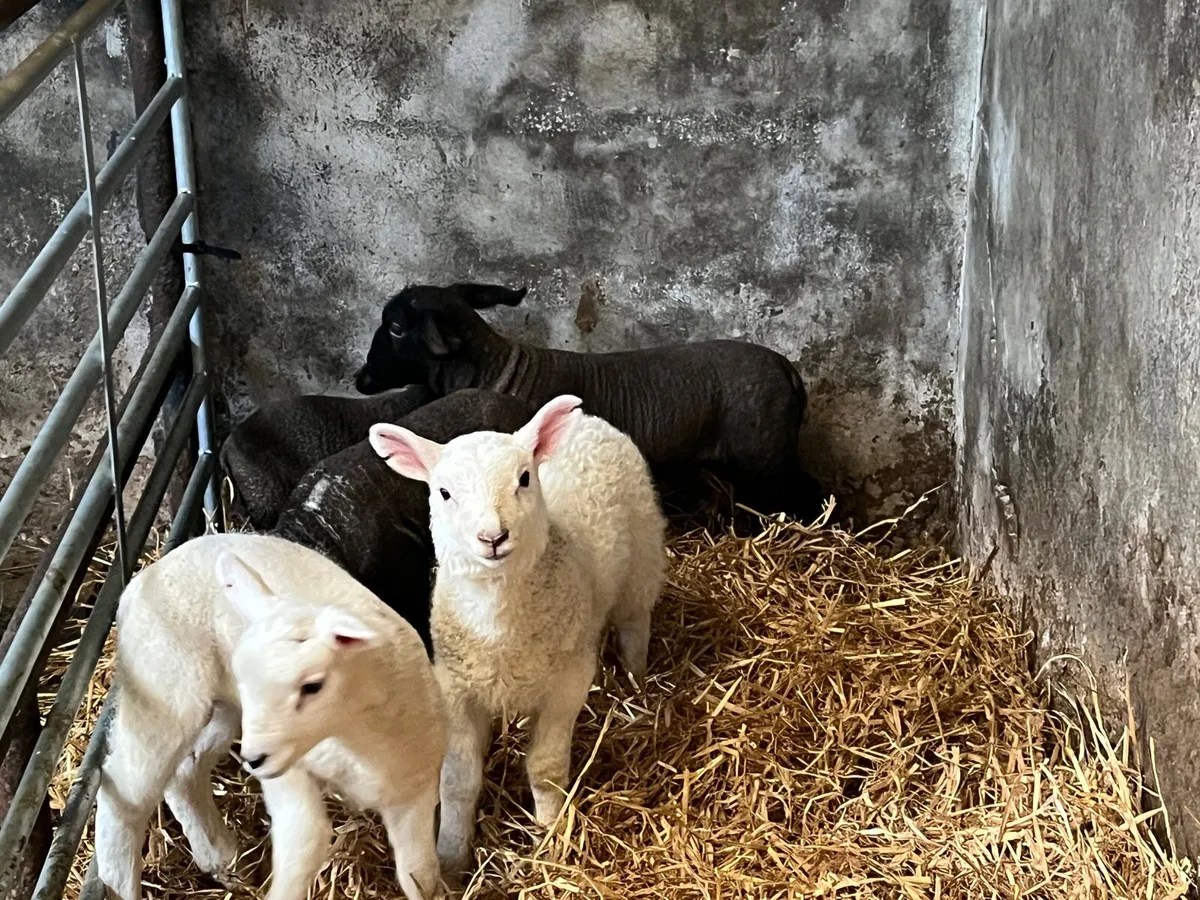 Pet lambs - Image 1