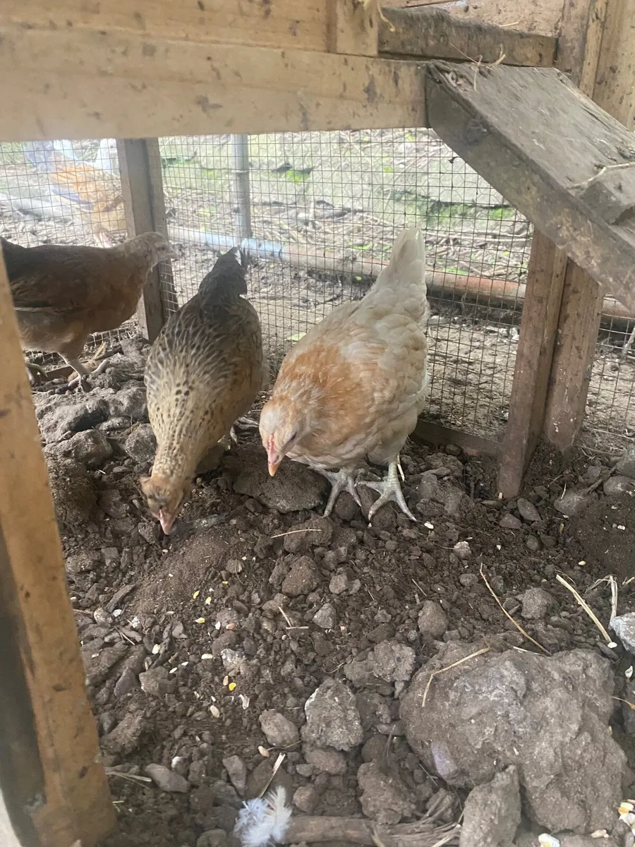 Chickens - Image 4