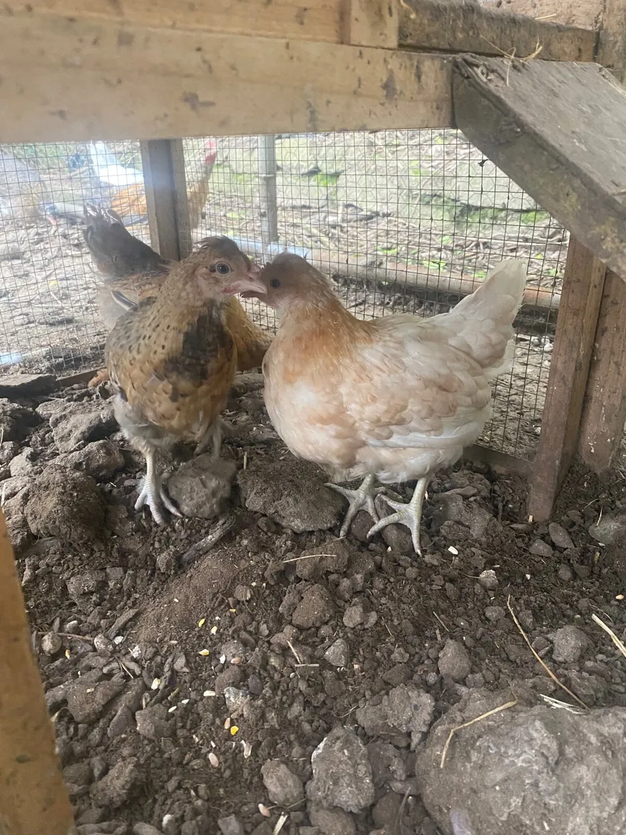 Chickens - Image 3