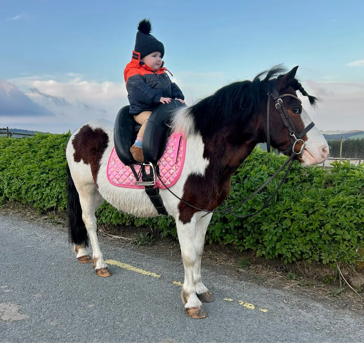 Perfect Begginers pony - Image 2