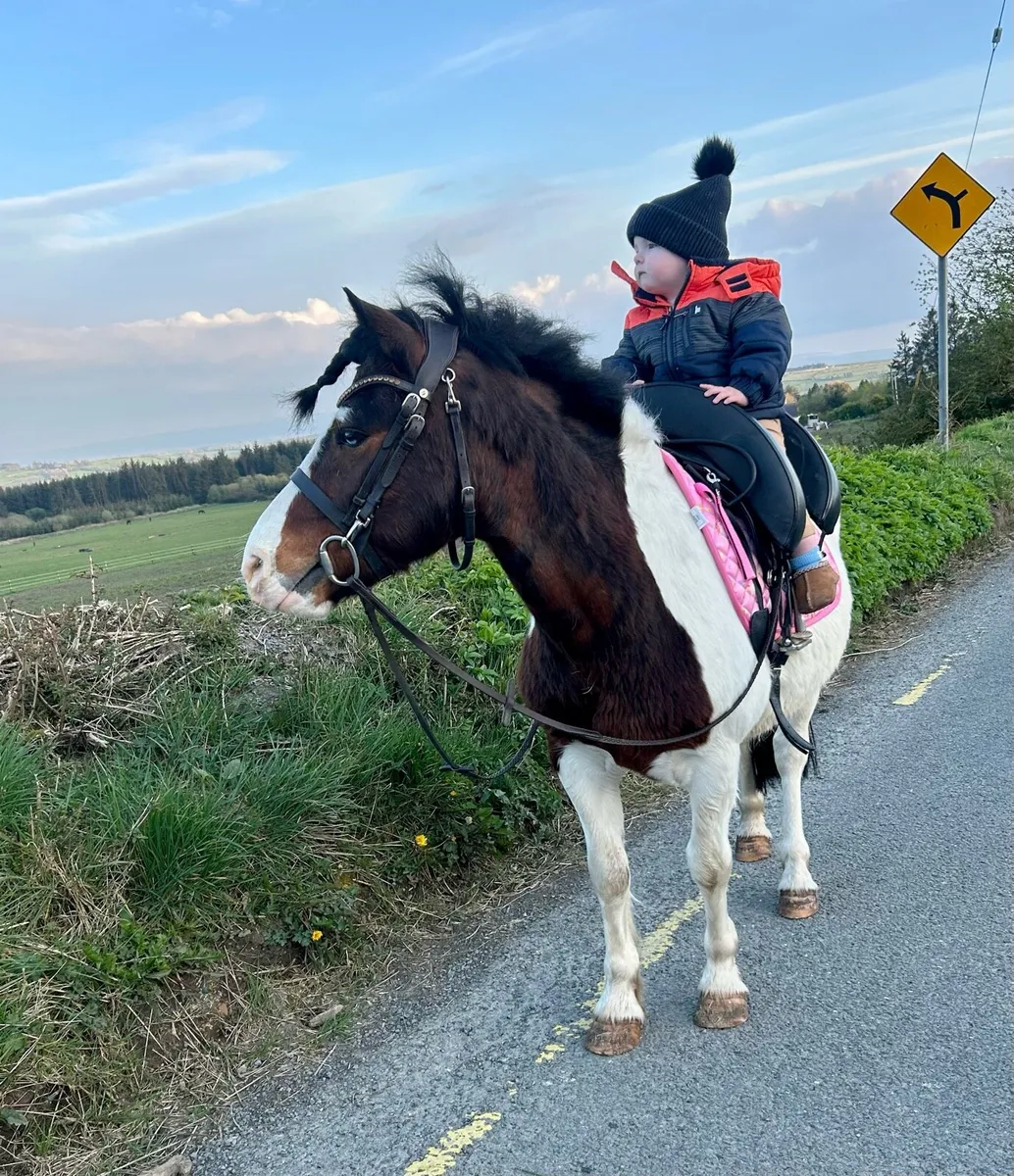 Perfect Begginers pony - Image 1