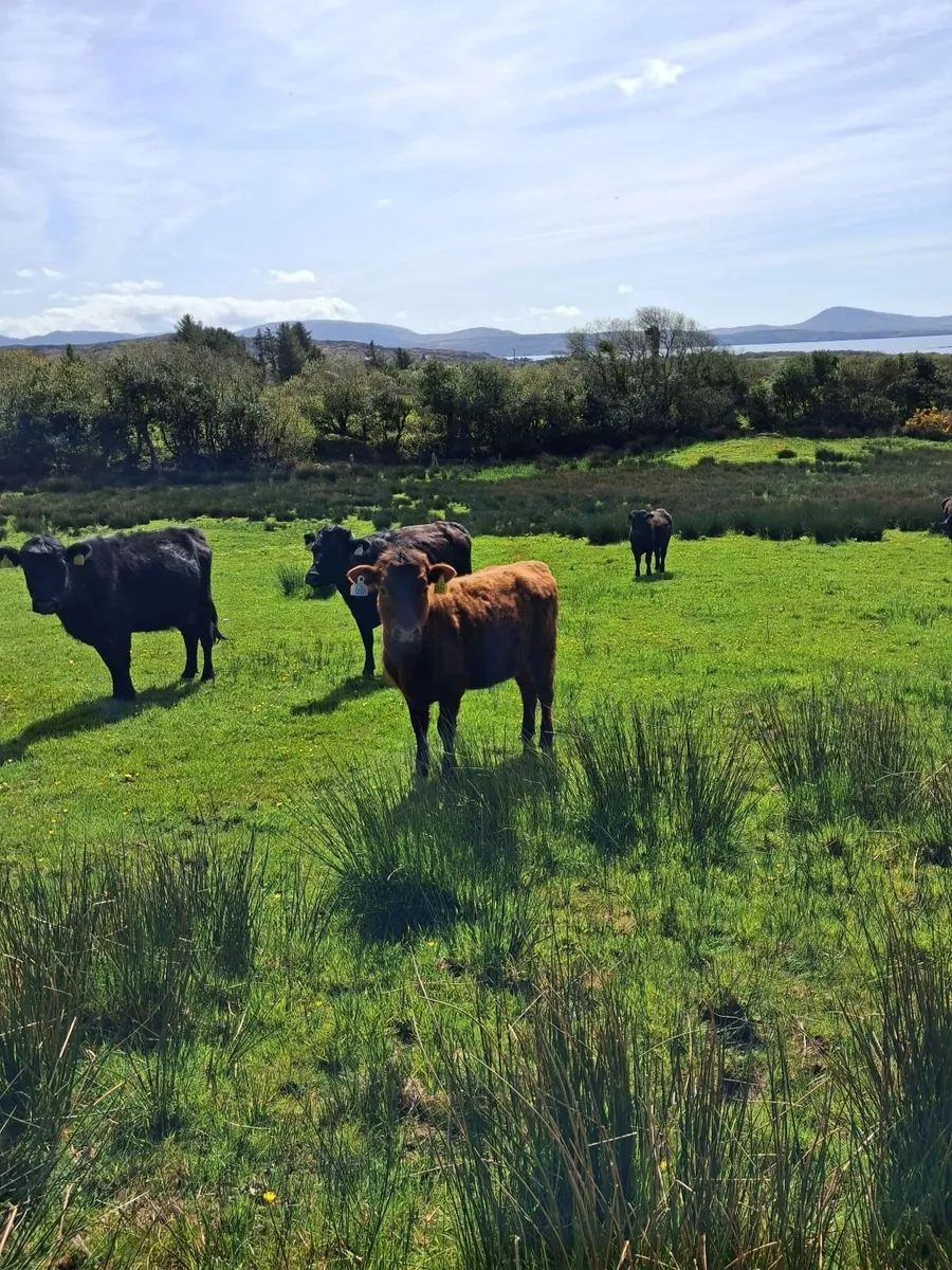 Organic Dexter Cattle - Image 1