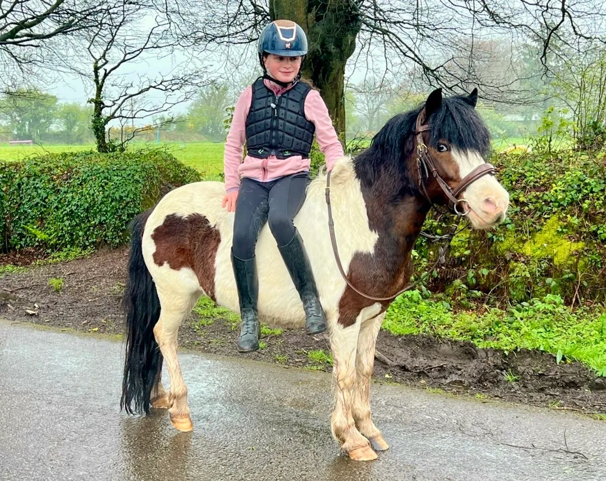 Perfect Begginers pony - Image 4