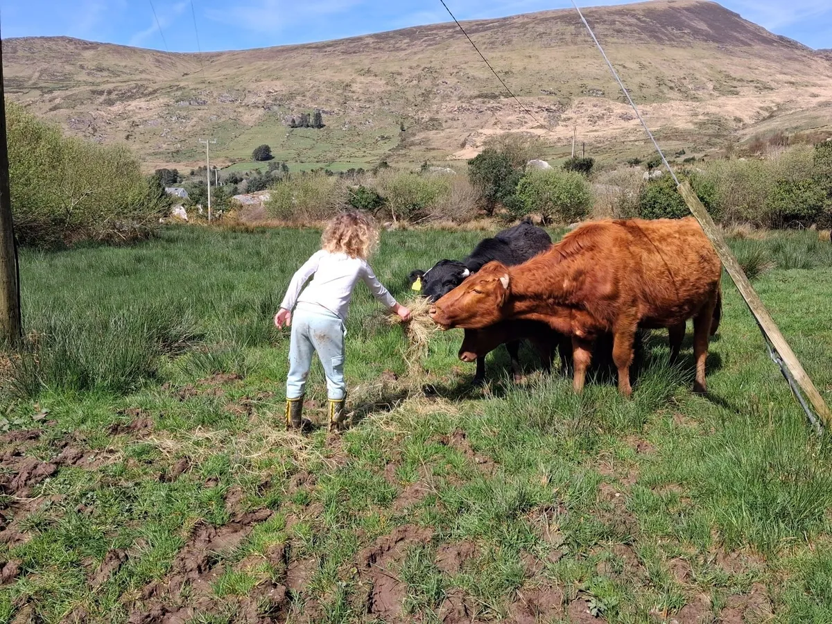 Organic Dexter Cattle - Image 2