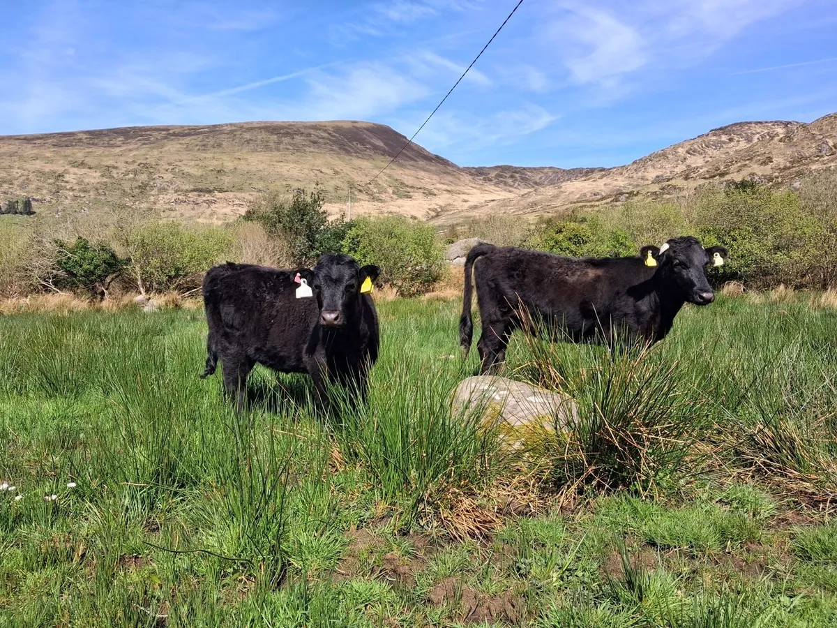 Organic Dexter Cattle - Image 3