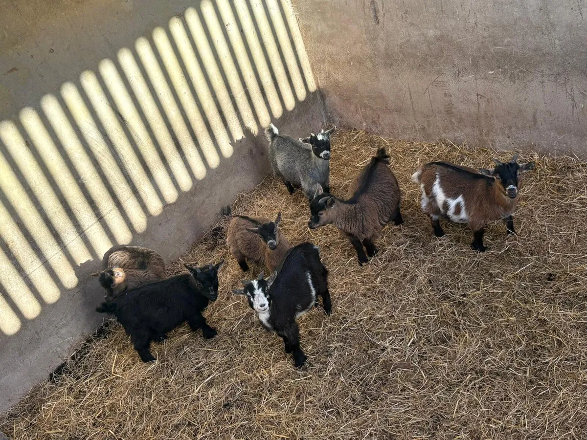 Kid goats - Image 4