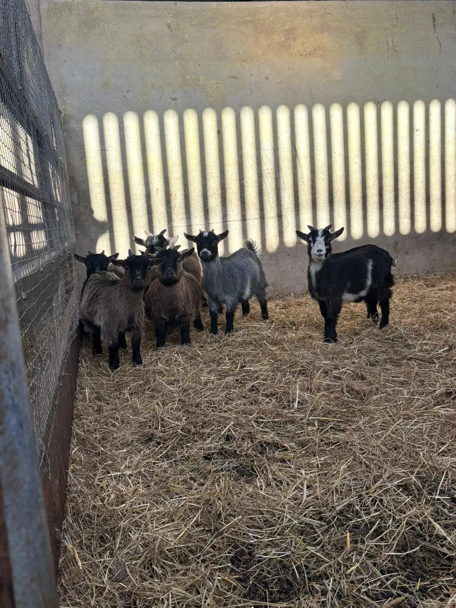 Kid goats - Image 1
