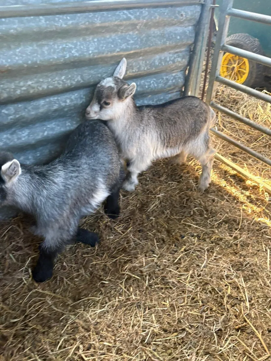 Kid goats - Image 2