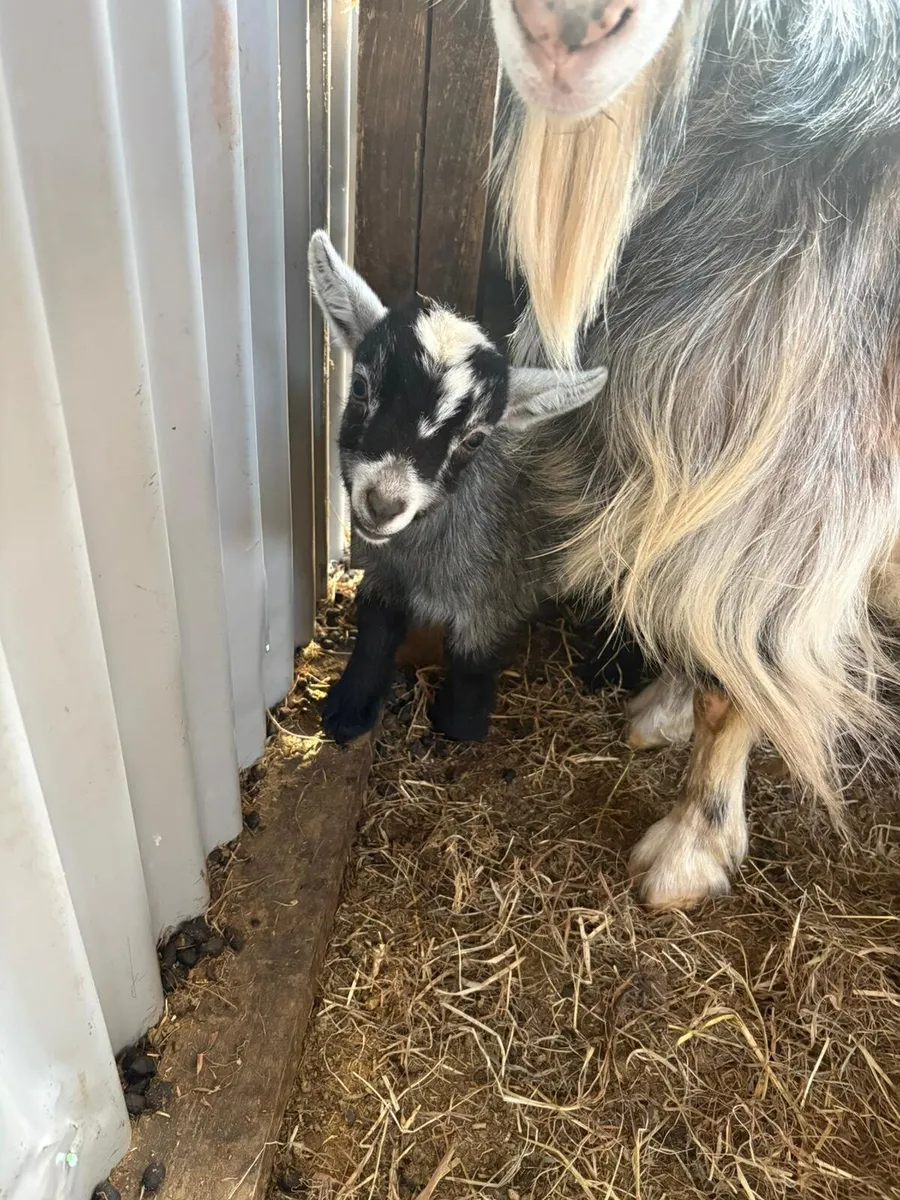Kid goats - Image 3