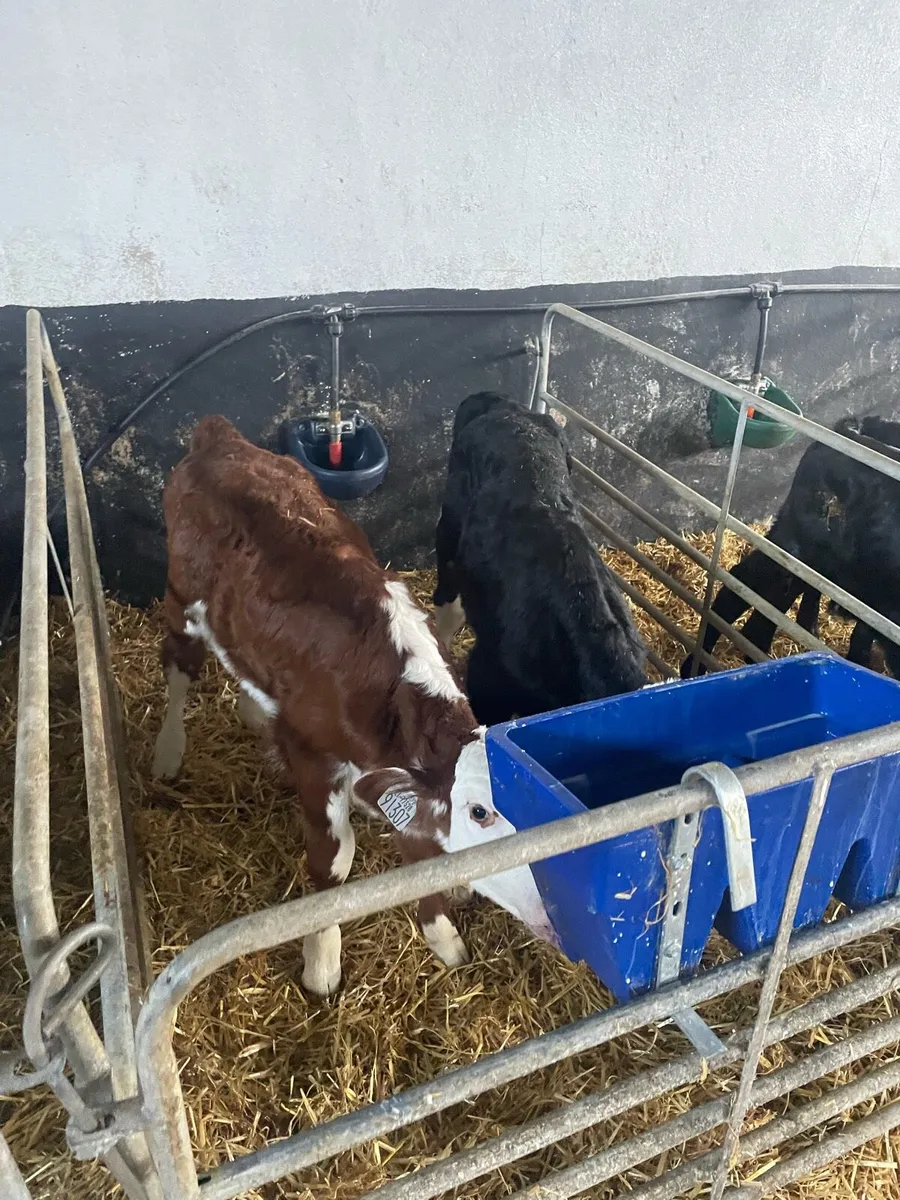 Whitehead and Angus calves - Image 3