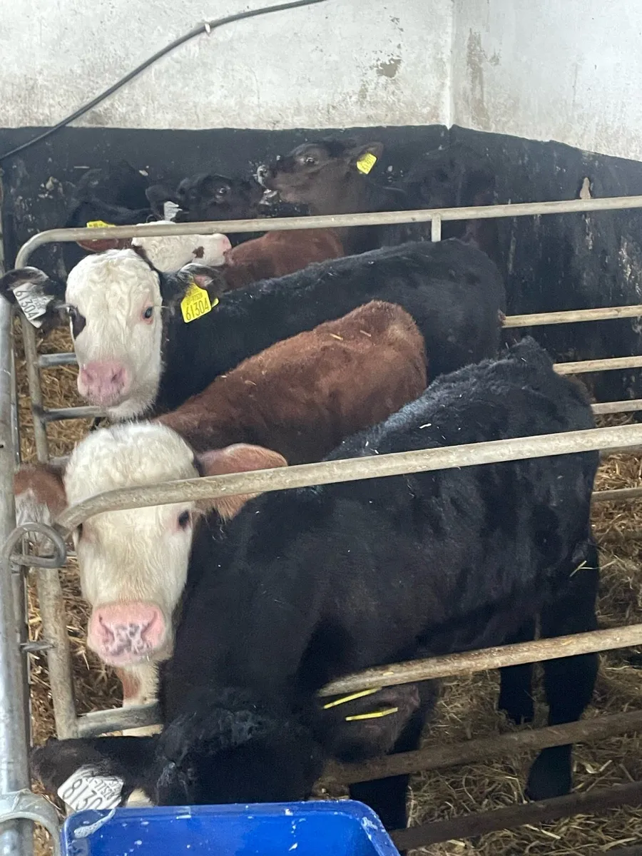 Whitehead and Angus calves - Image 2