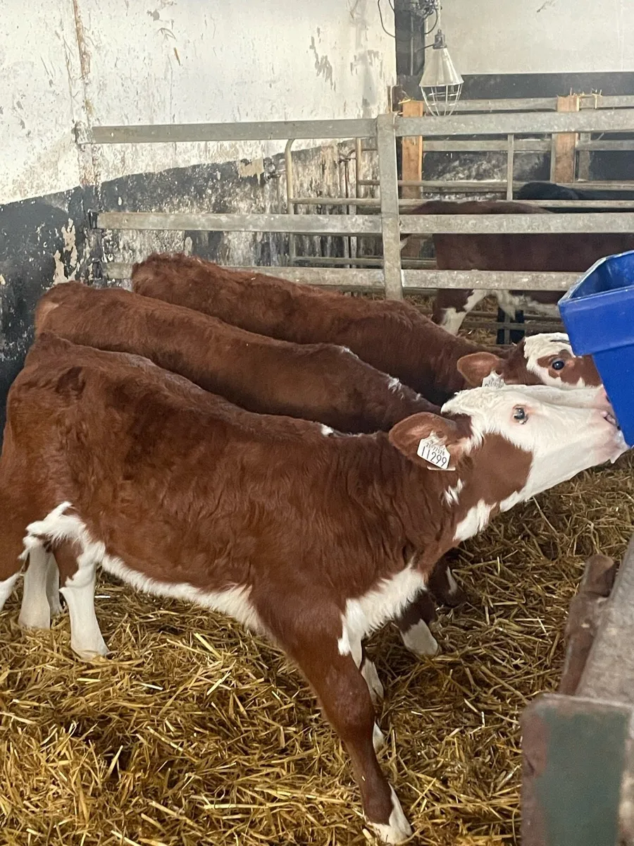Whitehead and Angus calves - Image 1