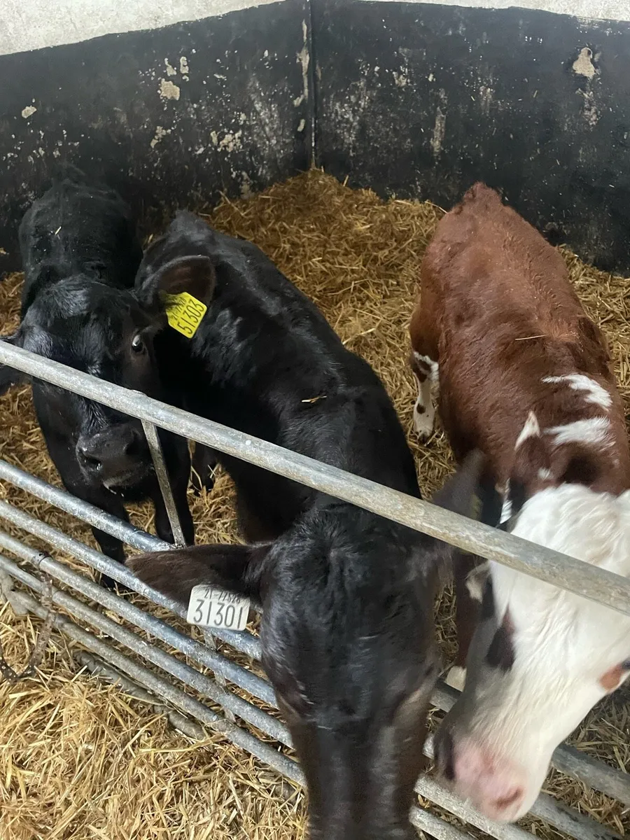 Whitehead and Angus calves - Image 4