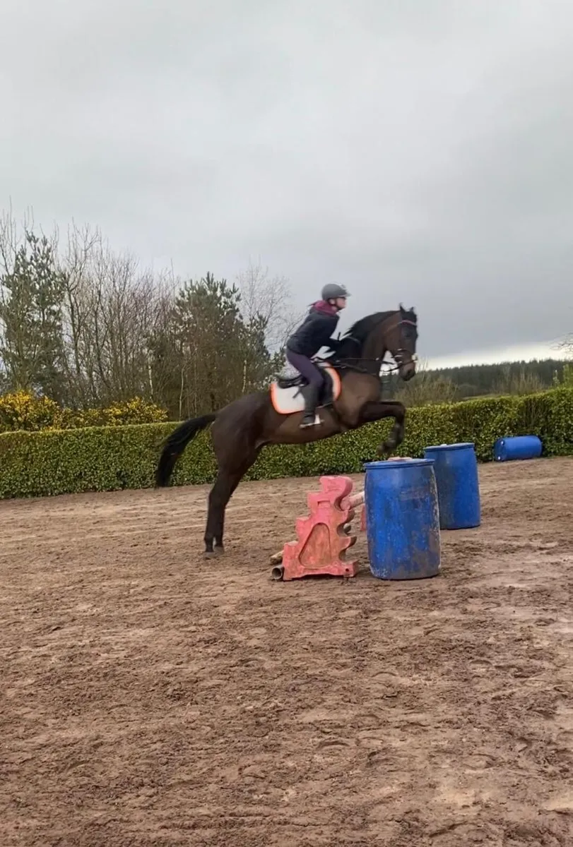 15.2hh Gelding for Sale - Image 1