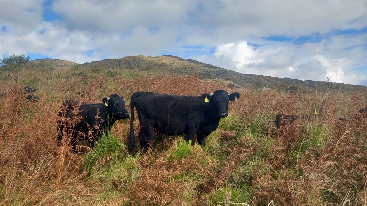 Organic Dexter Cattle - Image 4