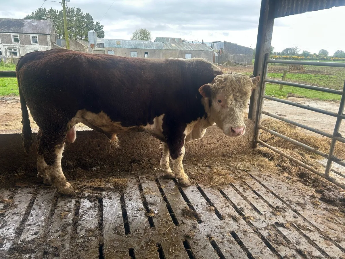 Pb Hertford bull - Image 1