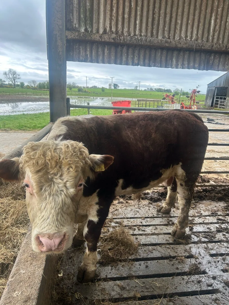 Pb Hertford bull - Image 2