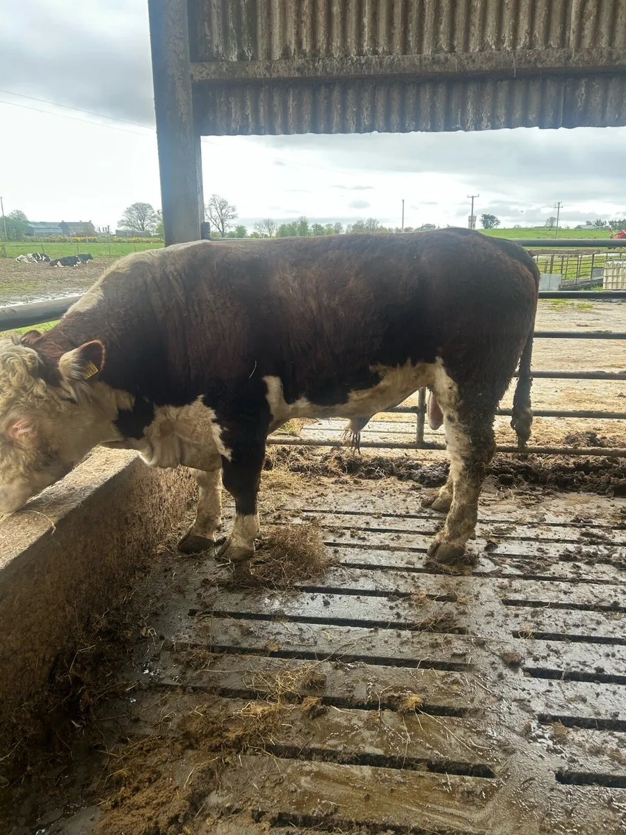 Pb Hertford bull - Image 4