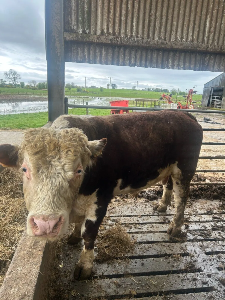 Pb Hertford bull - Image 3