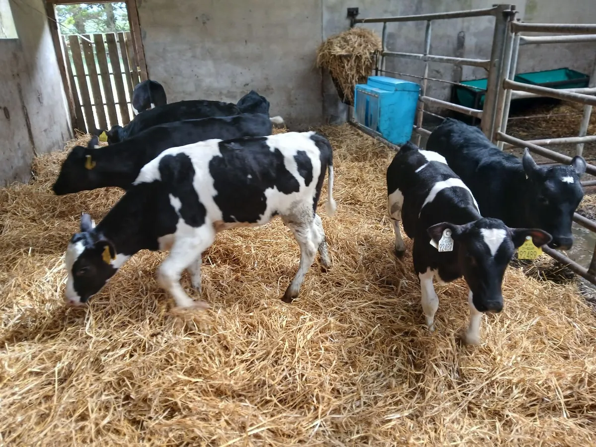 7 dairy heifer calves for sale - Image 2