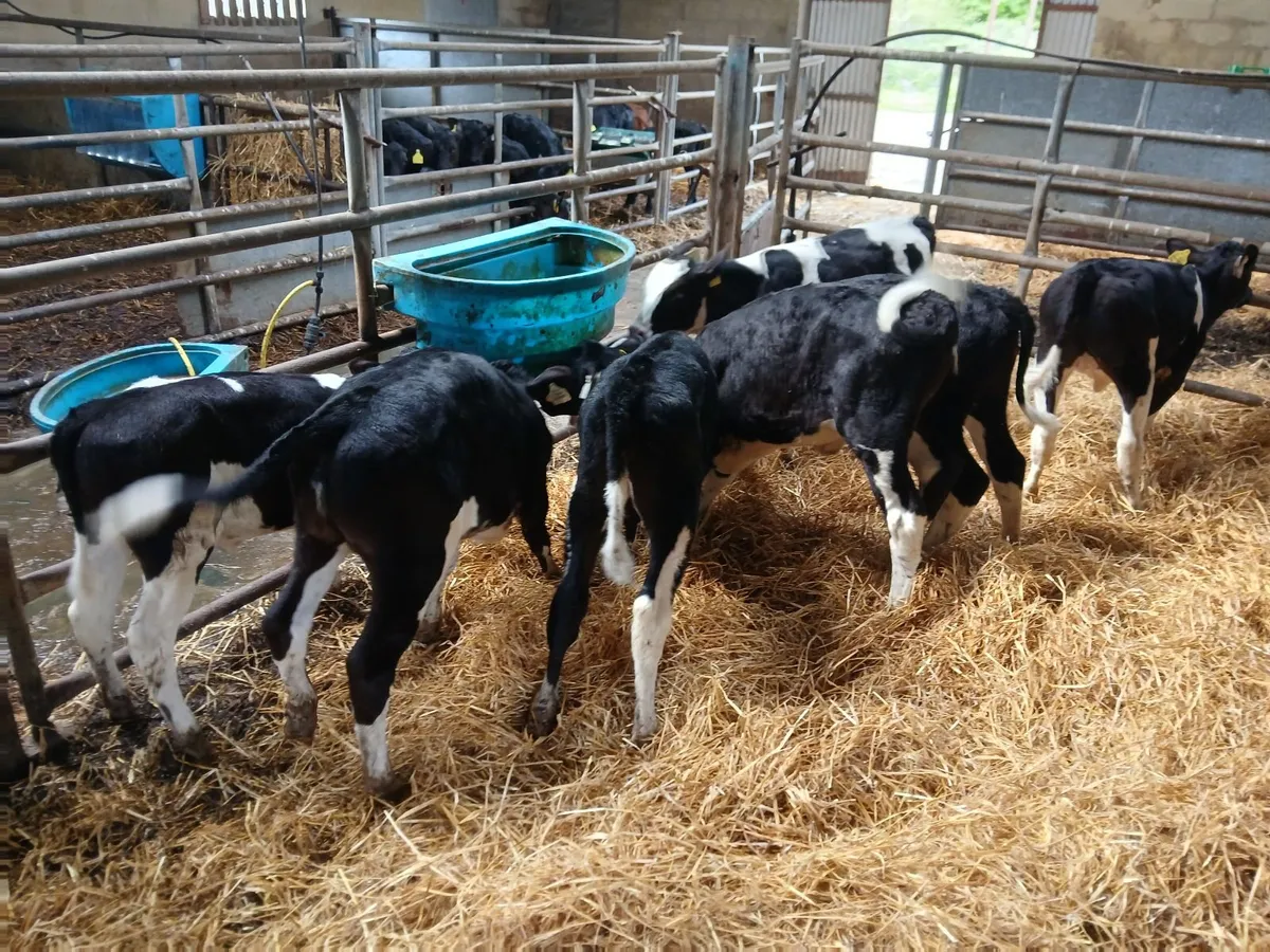 7 dairy heifer calves for sale - Image 3