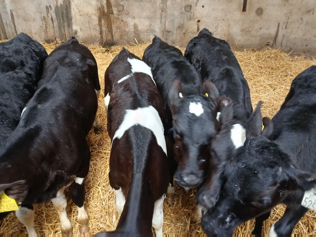 7 dairy heifer calves for sale - Image 1