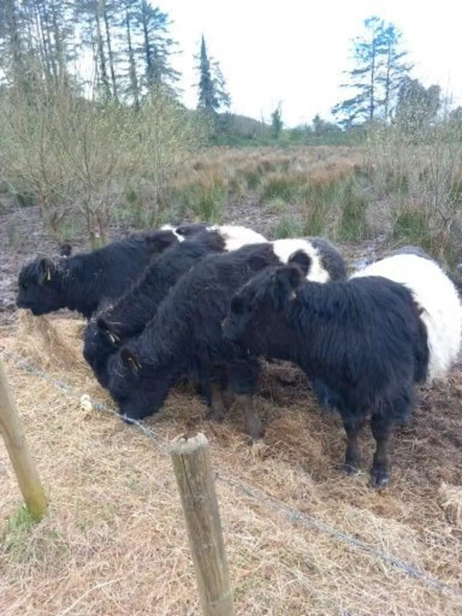 livestock - Image 1