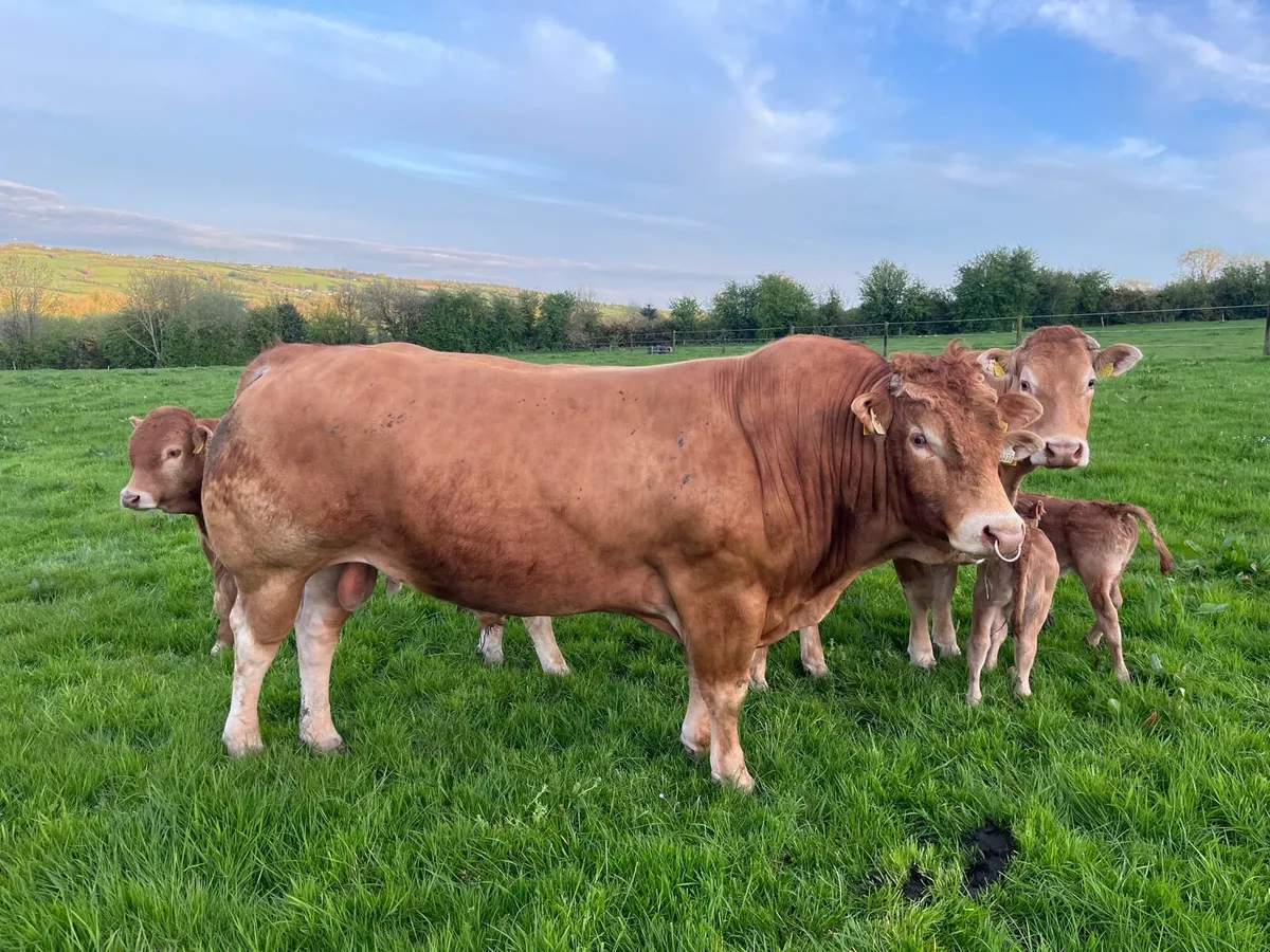 Limousine Bull - Image 2