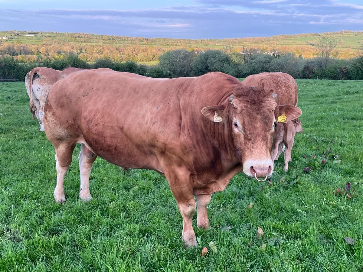 Limousine Bull - Image 3