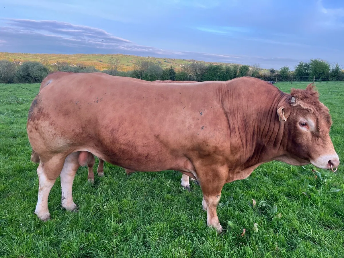Limousine Bull - Image 4