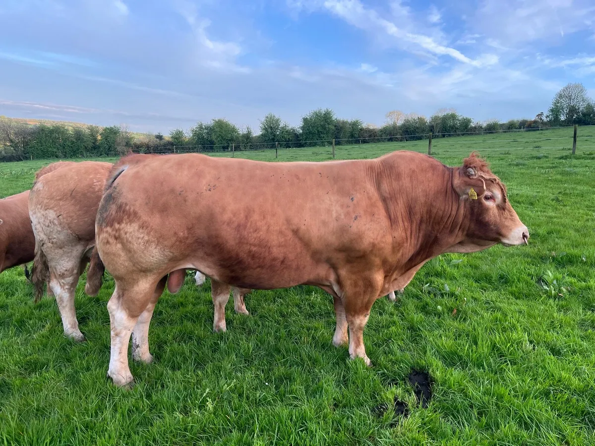 Limousine Bull - Image 1