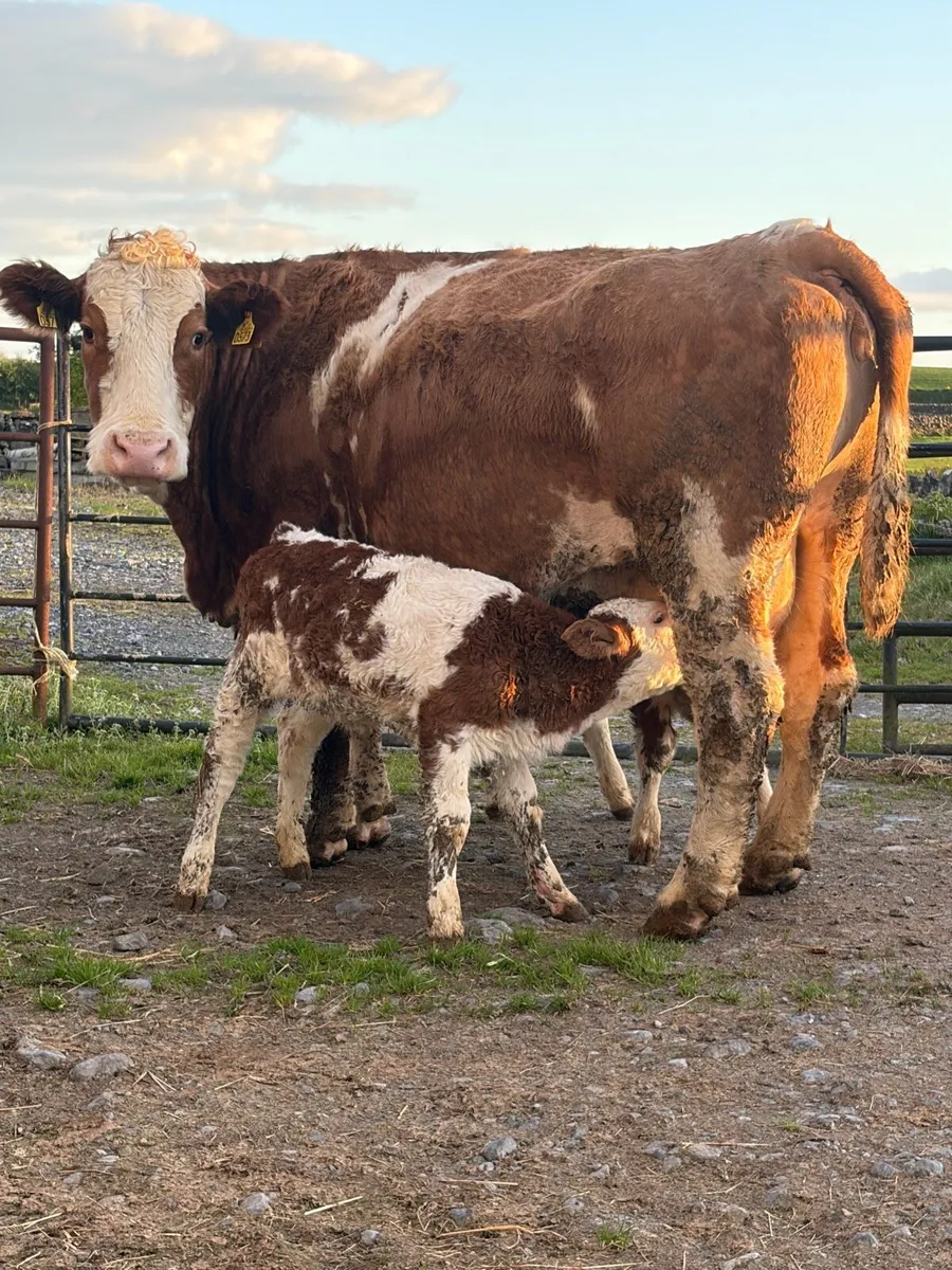 Simmental Cows and Calf’s - Image 1
