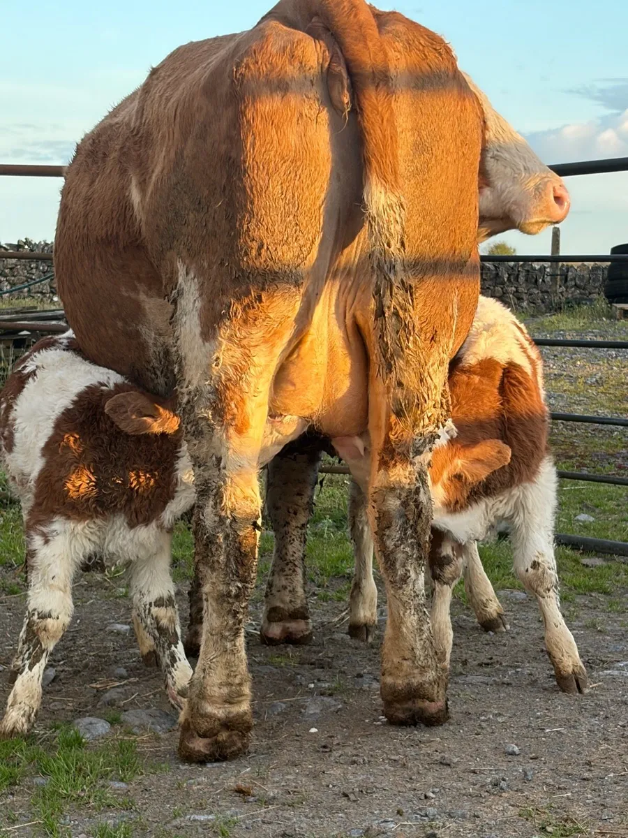 Simmental Cows and Calf’s - Image 2