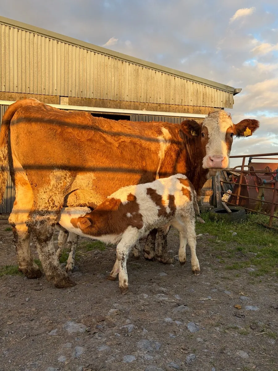 Simmental Cows and Calf’s - Image 3