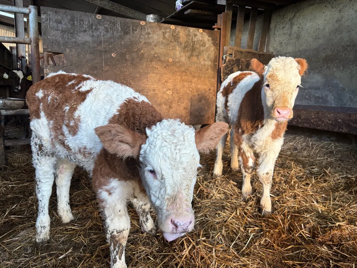 Simmental Cows and Calf’s - Image 4