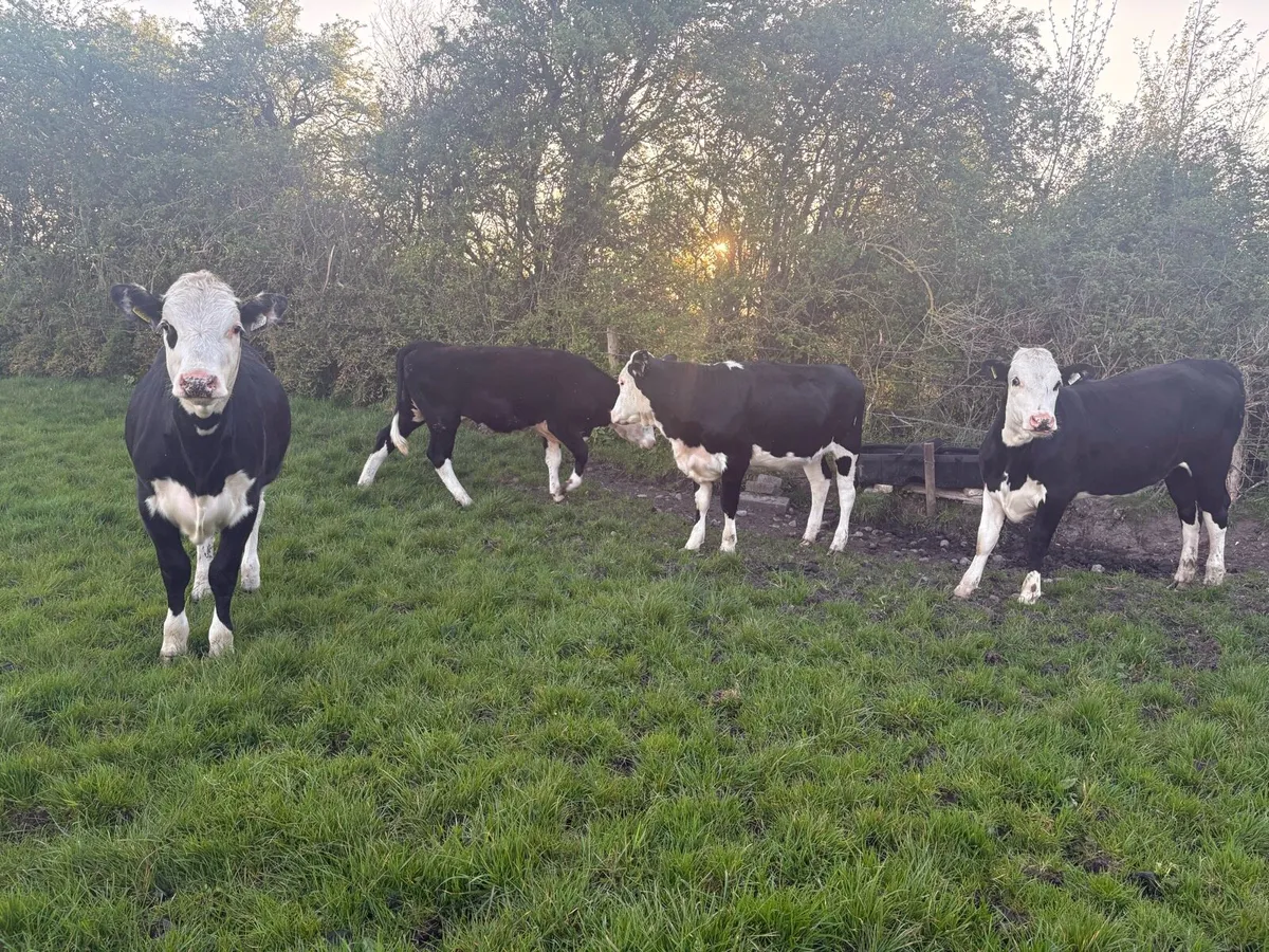 Hereford Heifers - Image 2