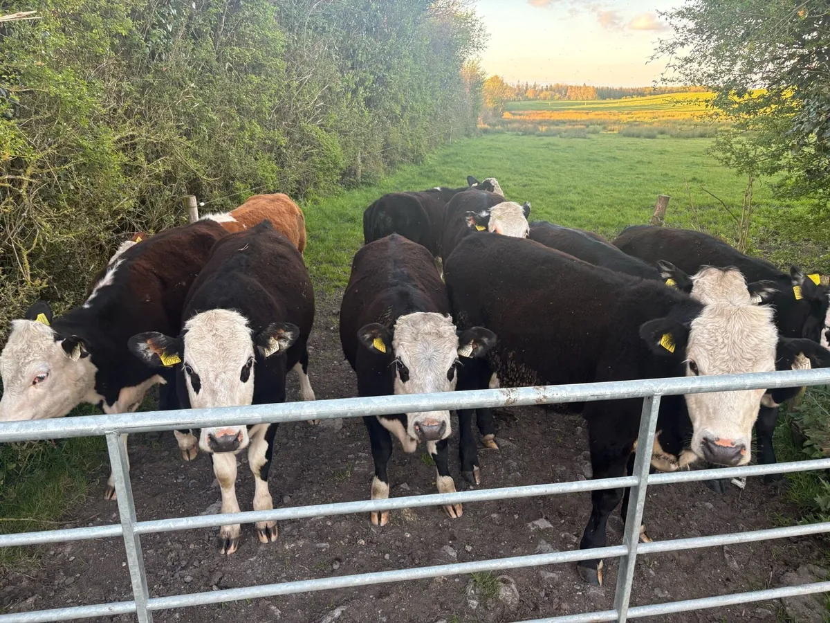 Hereford Heifers - Image 1