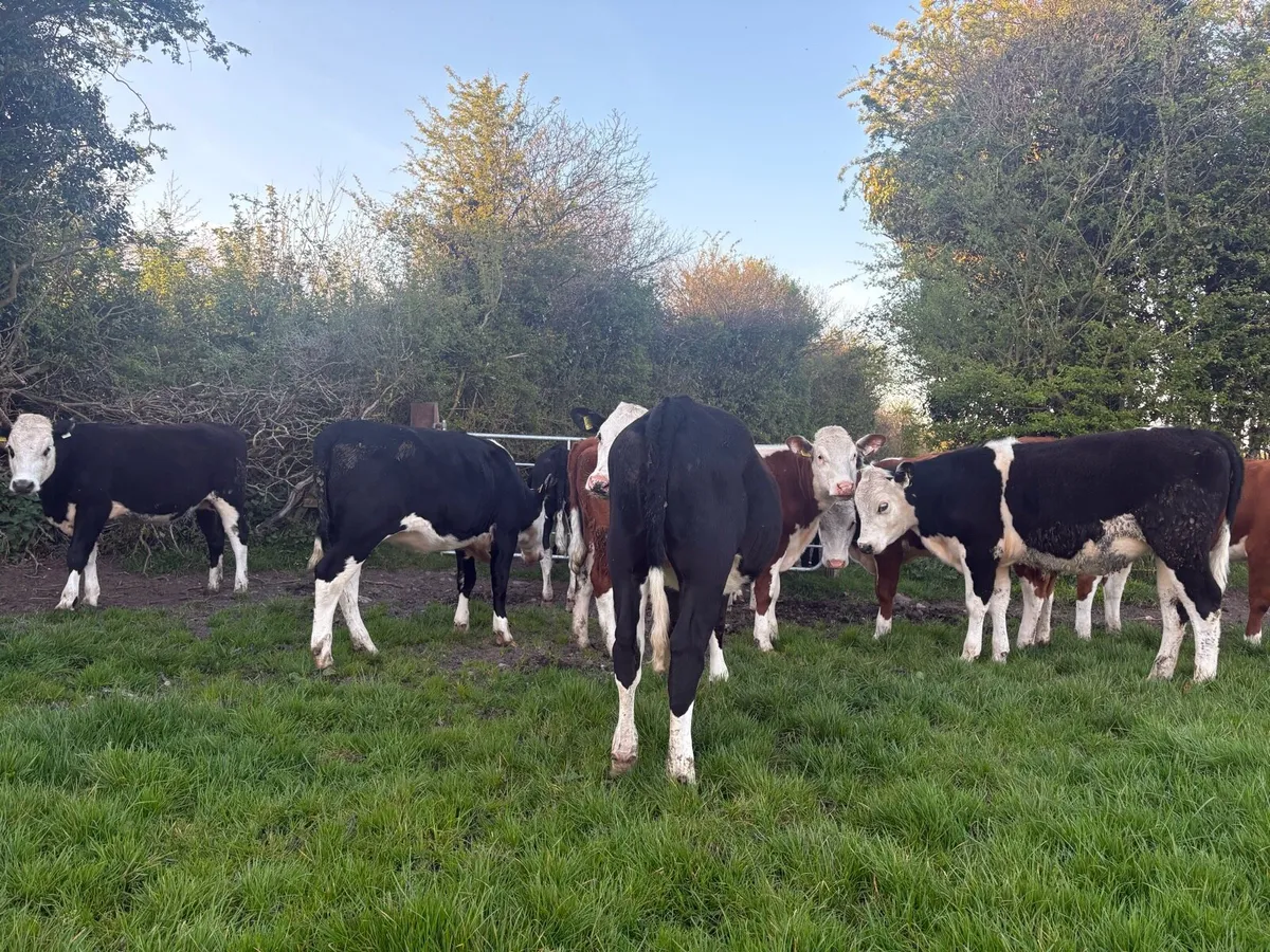 Hereford Heifers - Image 3