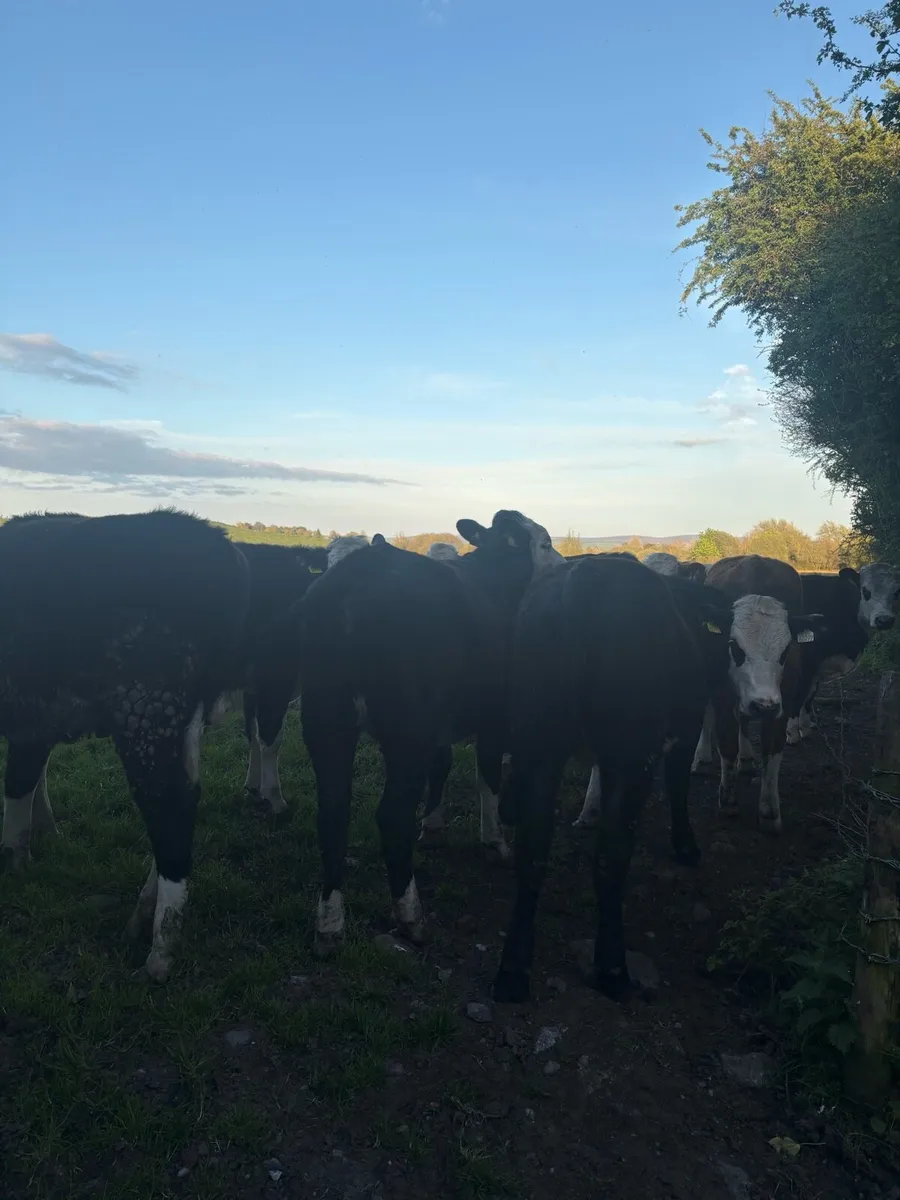 Hereford Heifers - Image 4