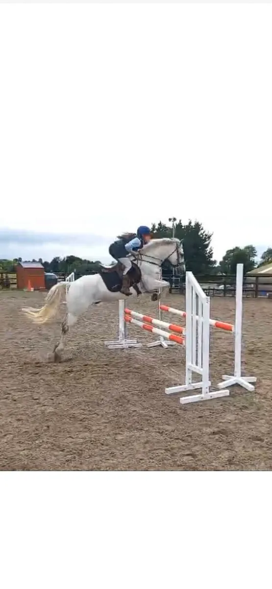 148 Show-jumping Pony - Image 1