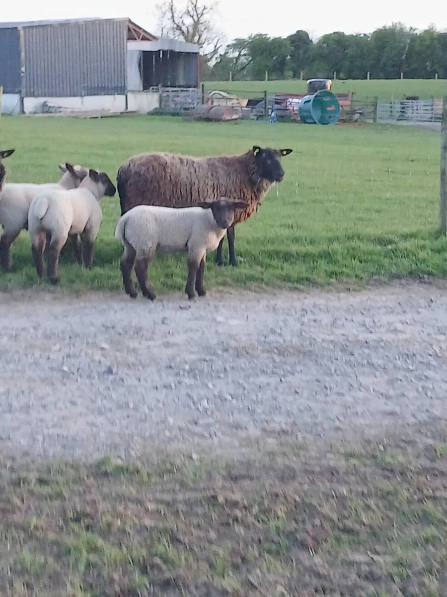 🔥2 ewes  4 lambs 2yr old  🔥 - Image 3