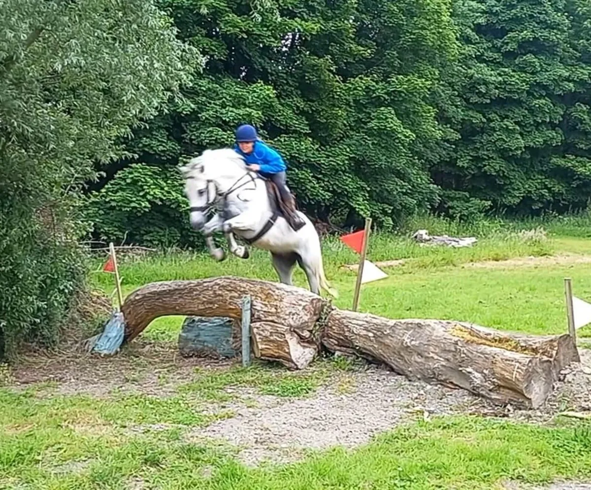 148 Show-jumping Pony - Image 3