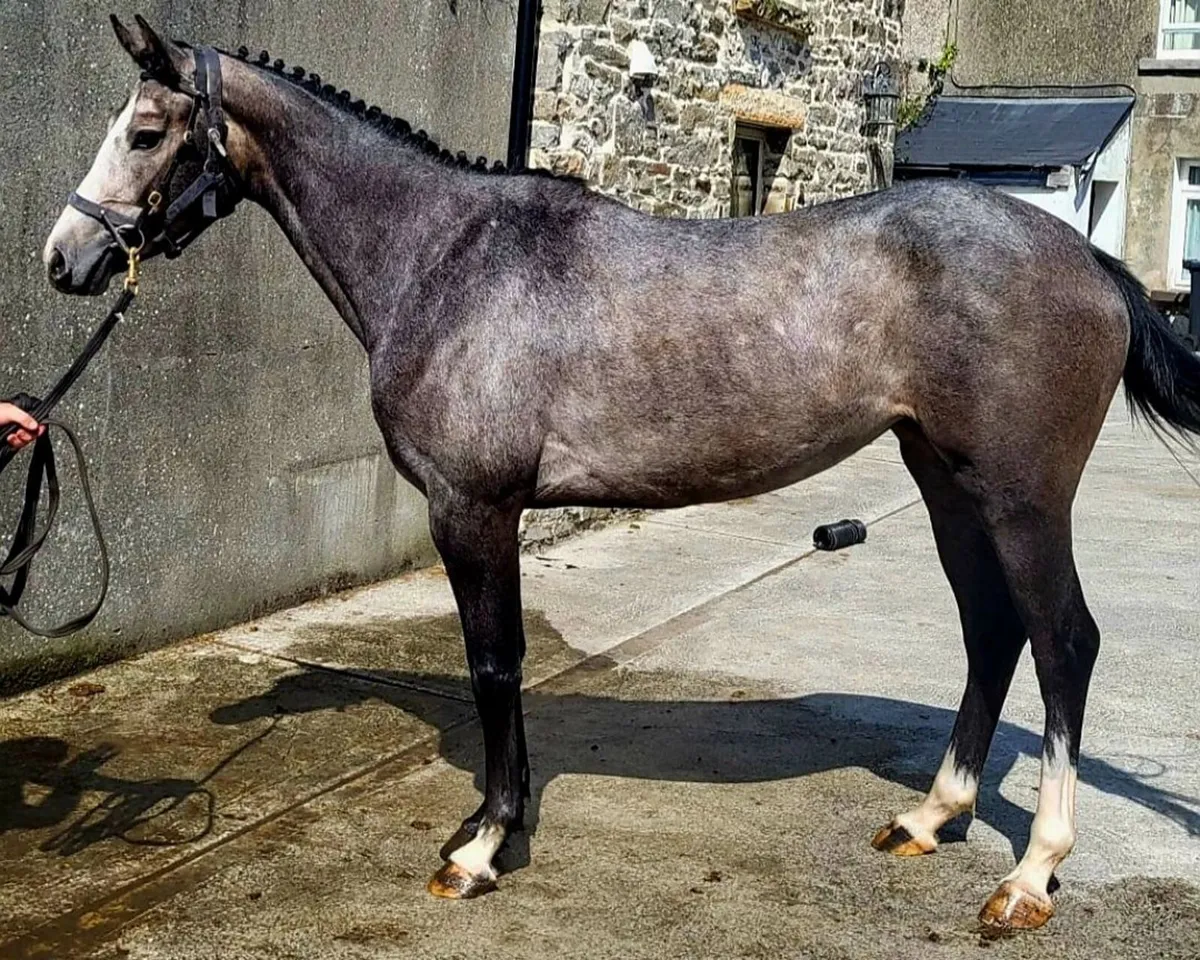 Cruising for Chics ,Irish Sport horse pony ,148cm - Image 3