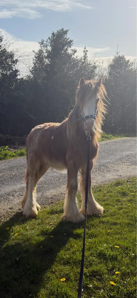 Stunning strawberry roan colt - Image 1