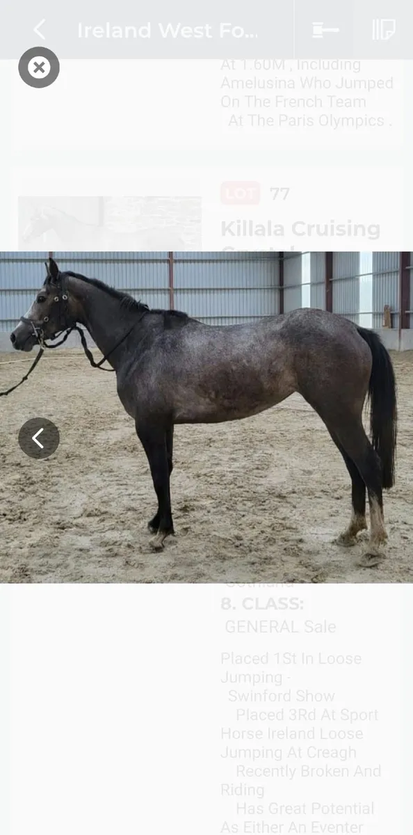 Cruising for Chics ,Irish Sport horse pony ,148cm - Image 4