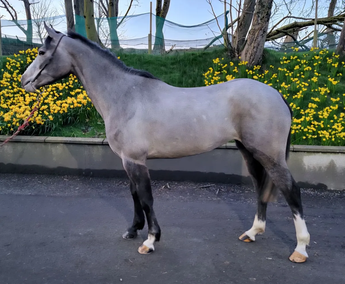 Cruising for Chics ,Irish Sport horse pony ,148cm - Image 1