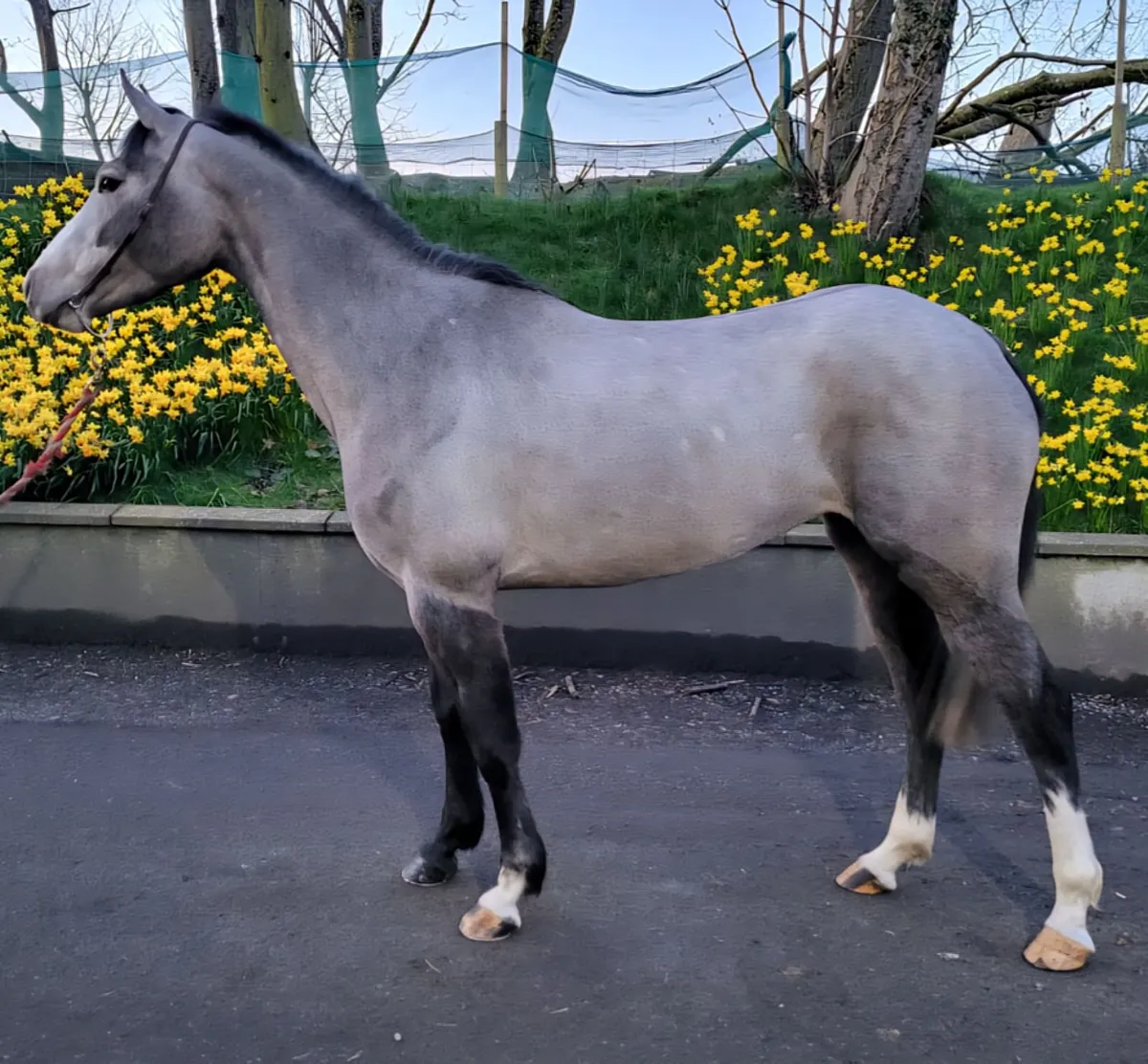 Irish Sport horse pony ,148cm - Image 1