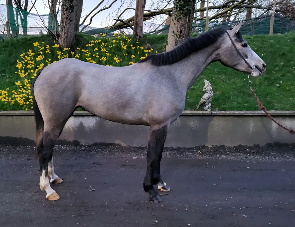 Cruising for Chics ,Irish Sport horse pony ,148cm - Image 2